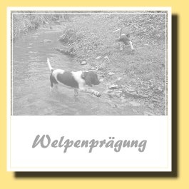725 2012-04-07-Welpen